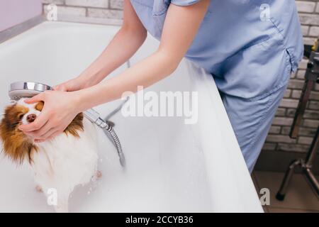 tondeuse professionnelle laver soigneusement le chien dans le bain, avant la procédure de toilettage. petit chiot spitz s'habituer à de telles procédures, chien animal se comporte calmement Banque D'Images