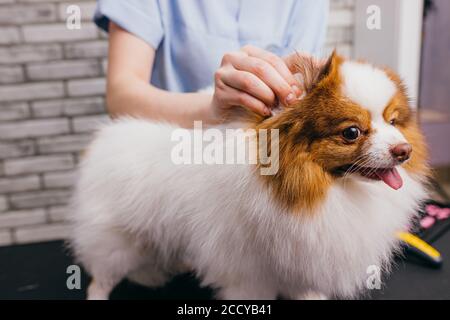 Coupe de cheveux pour rasoir féminin spitz chien sur la table pour le toilettage en salon de beauté pour chiens. Poignée de tondeuse professionnelle avec chien utilisant des ciseaux, beauté p Banque D'Images