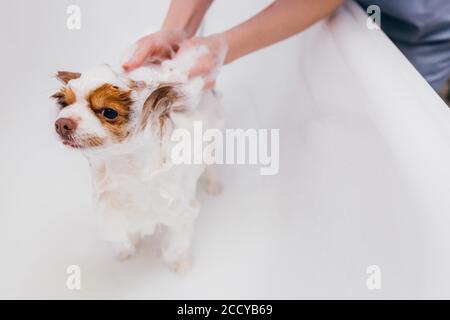 beau petit animal spitz obtenez une douche hygiénique au salon de toilettage. adorable animal domestique avant de couper les cheveux Banque D'Images