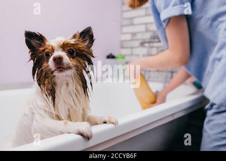 femme groomer pour animaux de compagnie laver, nettoyer et couper les cheveux de spitz dans le salon de toilettage, garder les animaux propres et concept sain. Banque D'Images