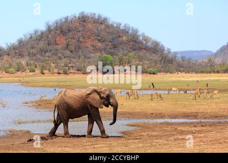 Éléphant d'Afrique sur la ligne de la mer du lac Kariba, avec une colline verdoyante et impala pâturage dans le grss en arrière-plan. Parc national de Matusadona, Banque D'Images