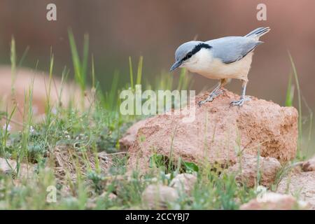 Roche de l'est Nuthatch (Sitta tephronata ssp. Tephronata), Tadjikistan, juvénile perché sur un rocher Banque D'Images