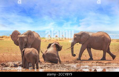 Famille d'éléphants appréciant un bain de boue, avec le lac Kariba en arrière-plan sur un ciel bleu pâle et nuageux. Parc national de Matusadona, Zimbabwe, S. Banque D'Images