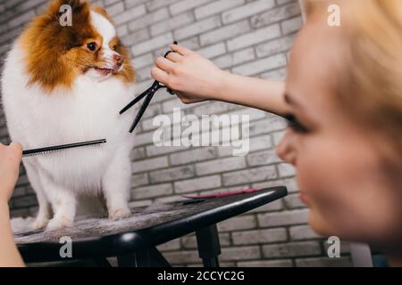 belle femme caucasienne groomer prendre soin de l'animal. femme groomer professionnel appréciez son travail avec les animaux, elle coupe les cheveux trop grands et prendre soin, faire la beauté Banque D'Images