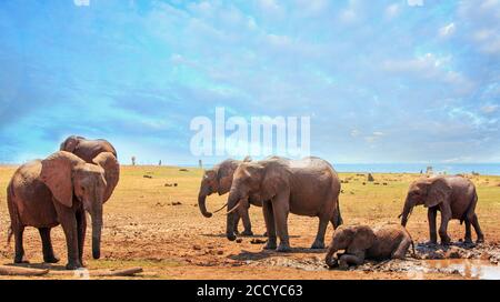 Troupeau d'éléphants sur les plaines luxuriantes du parc national de Matusadona, avec un éléphant ayant un bain de boue dans une petite piscine d'eau. Lac Kariba, Zimbabwe Banque D'Images