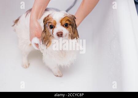 drôle petit animal spitz dans le bain avant le toilettage, procédure de coupe de cheveux par maître professionnel de toilettage. le chien obtenir la douche. animaux concept Banque D'Images