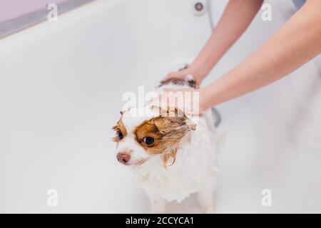 adorable petit chien se faisant prendre un bain. spitz animal prendre la douche avant de couper les cheveux au salon de toilettage Banque D'Images