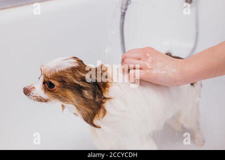 tondeuse professionnelle laver soigneusement le chien dans le bain, avant la procédure de toilettage. petit chiot spitz s'habituer à de telles procédures, chien animal se comporte calmement Banque D'Images