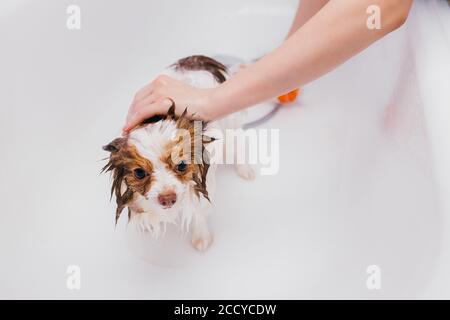 adorable petit chien se faisant prendre un bain. spitz animal prendre la douche avant de couper les cheveux au salon de toilettage Banque D'Images