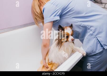 tondeuse professionnelle laver soigneusement le chien dans le bain, avant la procédure de toilettage. petit chiot spitz s'habituer à de telles procédures, chien animal se comporte calmement Banque D'Images