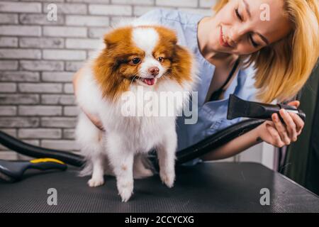 petit animal mignon spitz sur la procédure de coupe de cheveux dans le salon de toilettage. pendant le séchage de la laine, soin professionnel des chiens Banque D'Images