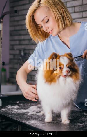 femme groomer pour animaux de compagnie laver, nettoyer et couper les cheveux de spitz dans le salon de toilettage, garder les animaux propres et concept sain. Banque D'Images