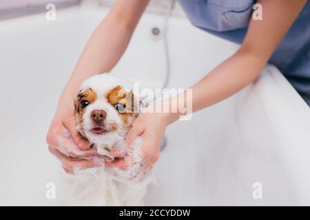 petit animal doux spitz prendre la douche avant de toiletter, couper les cheveux et les griffes. soins professionnels des chiens en salon Banque D'Images