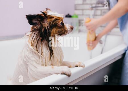 petit animal doux spitz prendre la douche avant de toiletter, couper les cheveux et les griffes. soins professionnels des chiens en salon Banque D'Images