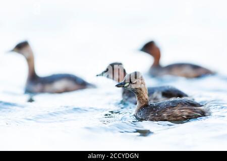 Hiverner le petit Grebe (Tachybactus ruficollis ruficollis) sur un lac en Allemagne. Quatre oiseaux nageant ensemble. Banque D'Images