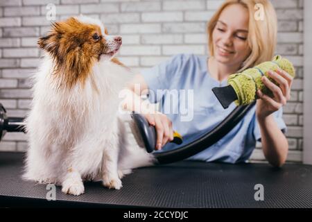 petit animal mignon spitz sur la procédure de coupe de cheveux dans le salon de toilettage. pendant le séchage de la laine, soin professionnel des chiens Banque D'Images