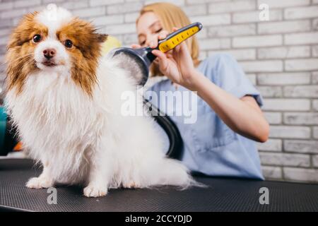 poignée de tondeuse professionnelle avec beau animal de compagnie spitz en salon. soins professionnels des chiens, procédures de beauté. séchage de la laine avant la coupe des cheveux Banque D'Images