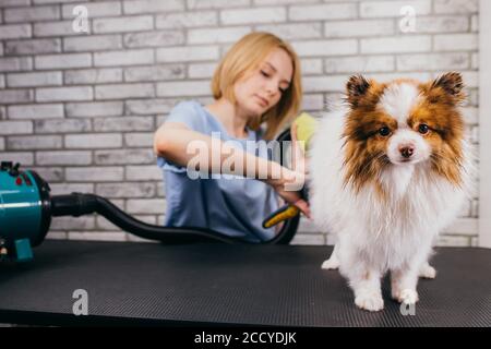 magnifique puppy spitz au salon de coiffure. maître de toilettage sèche la laine de l'animal après la douche. groomer va couper ses cheveux trop grands Banque D'Images