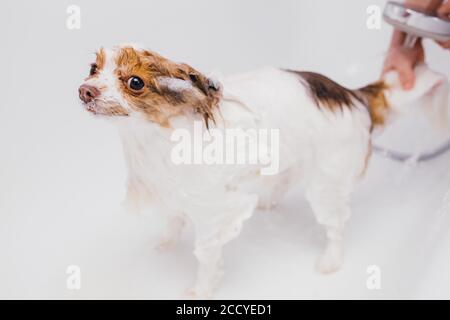 petit animal doux spitz prendre la douche avant de toiletter, couper les cheveux et les griffes. soins professionnels des chiens en salon Banque D'Images