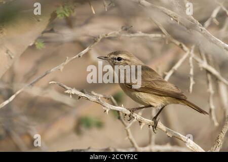 Paruline à feuilles ordinaires (Phylloscopus negectus) Oman, adulte dans une brousse Banque D'Images