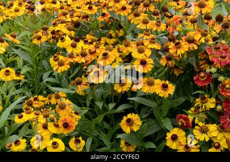 Helenium Autumnale Ouest mélange éternuer fleurs Banque D'Images