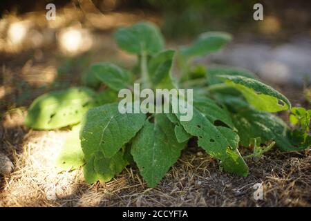 Plante de terrier fraîche qui pousse dans un jardin d'été Banque D'Images