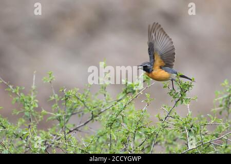 Robin blanc mâle (Irania gutturalis) qui s'enrôle d'un arbre tout en chantant. Début du vol d'affichage. Banque D'Images