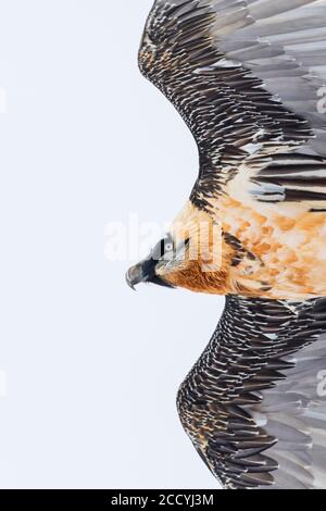 Vulture à barbe adulte (Gypaetus barbatus barbatus), en vol à proximité dans les hautes Alpes de Suisse. Également connu sous le nom de Lammergeier. Banque D'Images