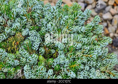 Plante à feuilles persistantes de conifères naines Korean Fir 'Kohouts Icebreaker' (Abies koreana) dans le paysage de jardin de pierres. Cultivar rare avec aiguilles courbées d'argent. Banque D'Images