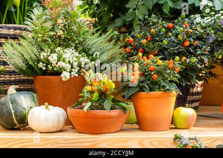 Baies de nuit orange et petits paprika dans des pots d'argile, décoration de jardin de serre. Légumes frais naturels en pots. Automne encore la vie, la récolte Banque D'Images