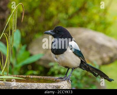 Magpie Banque D'Images