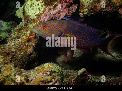 Commerce de détail à bordure jaune, Variola louti, sur un récif de corail, Mer Rouge, Égypte Banque D'Images