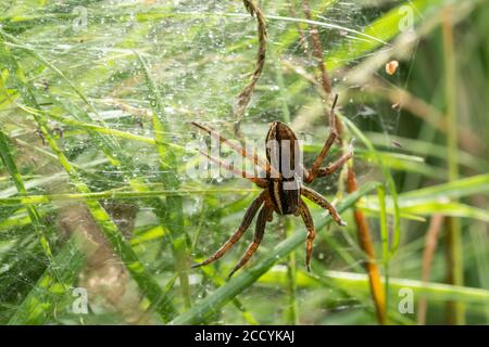 Araignée radeau femelle (Dolomedes fimbriatus) sur une toile ou un nid nursey, au Royaume-Uni, en août Banque D'Images
