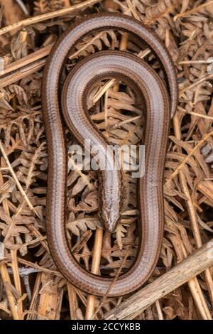 Gros plan d'un ver lent (Anguis fragilis) qui se basait sur saumâtre, au Royaume-Uni Banque D'Images