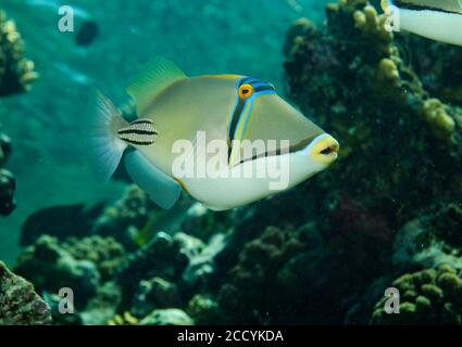 Triggerfish Picasso, Rhinecanthus Assasi, sur le récif de corail dans la mer rouge Banque D'Images