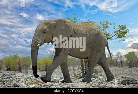 Grand éléphant marchant le long d'un bushveld dans le parc national d'Etosha, Namibie Banque D'Images