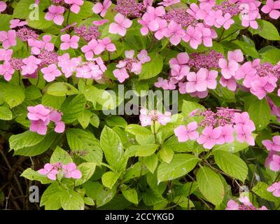 Arbuste rose de Lacecap Hydrangea ( Hydrangea macrophylla ) En fleurs pendant l'été Banque D'Images