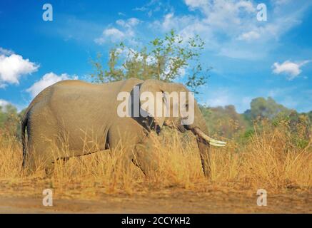 Grand éléphant de taureau (Loxodonta) avec de belles grandes défenses marchant dans le Bush africain avec un ciel bleu nuageux, Parc national de Luangwa Sud, Zambie Banque D'Images