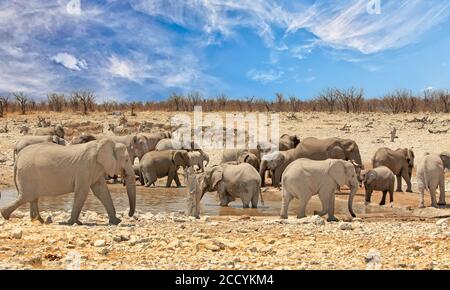 Paysage d'un trou d'eau dynamique avec un grand troupeau d'éléphants et de zèbres avec un ciel bleu et wispy dans le parc national d'Etosha, Namibie Banque D'Images