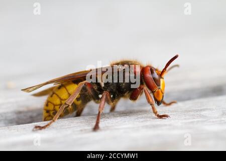 Hornet européen (Vespa crabro) assis sur une table en bois en Pologne. Banque D'Images