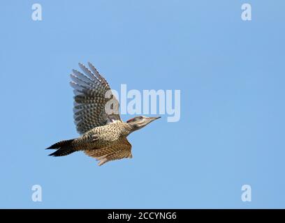 Pic vert européen volant (Picus viridis) haut dans le ciel. Passage par la tête Banque D'Images