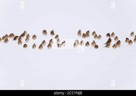 Un grand groupe de filets maillants communs (Carduelis cannabina) assis sur un champ agricole couvert de neige à Limbourg, aux pays-Bas. Banque D'Images