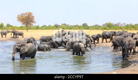 Un grand troupeau d'éléphants africains se rassemblent et s'amusent dans un trou d'eau avec un ciel bleu pâle et un fond naturel de brousse dans le parc national de Hwange, Zimba Banque D'Images