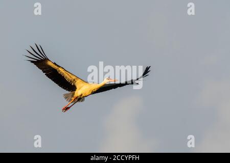 Une cigogne blanche (Ciconia ciconia) se forme pendant sa migration Banque D'Images