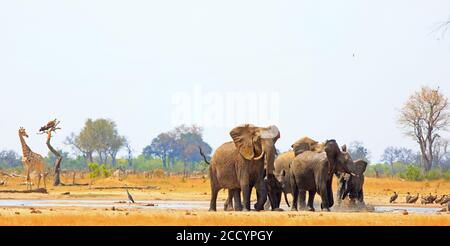 Eléphants africains et girafe dans un petit trou d'eau entouré de plaines arides sèches avec un fond de brousse. Parc national de Hwange Zimbabwe Banque D'Images