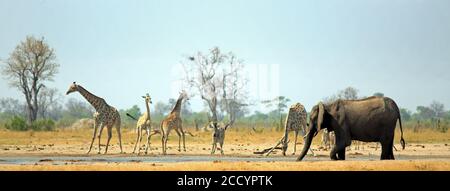 Trou d'eau de Makololo avec des girafes, Zebra et Elphant viennent tous prendre un verre dans la chaleur africaine brûrante. Parc national de Hwange, Zimbabwe - chaleur Banque D'Images