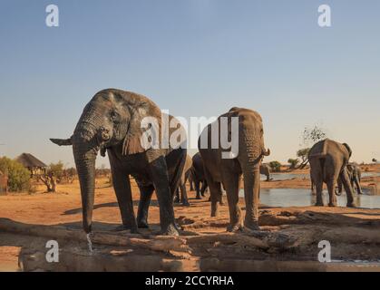 Des éléphants se tenant boire dans le domaine de Nehimba Lodge, avec une petite pile de bois en premier plan et plus d'éléphants et un safari Lodge dans le dist Banque D'Images
