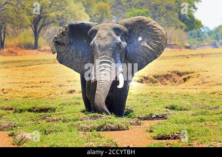 Éléphant d'Afrique avec des oreilles qui fliclent debout dans un lagon nourrissant avec un arrière-plan naturel et vibrant Banque D'Images