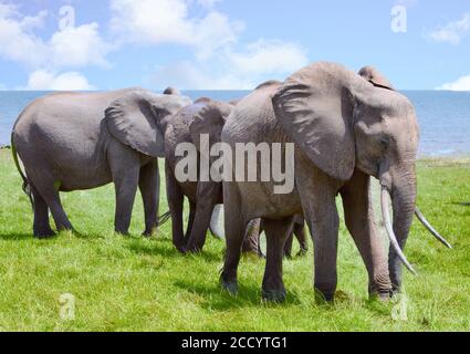 Troupeau familial d'éléphants sur les rives du lac Kariba, parc national de Matusadona, Zimbabwe Banque D'Images