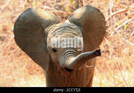 Un adorable bébé éléphant africain avec oreilles clapote et le tronc étendu dans le parc national de South Luangwa, en Zambie. Le motion blur est visible sur la pointe de Banque D'Images